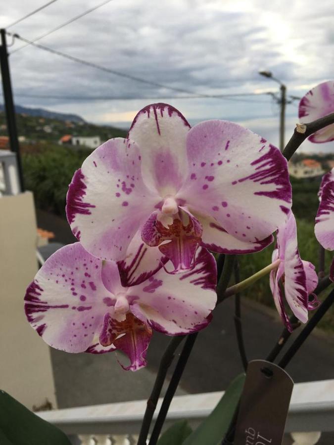 폰타도솔 Slice Of Ponta Do Sol- Ground Floor- Sea View 아파트 외부 사진